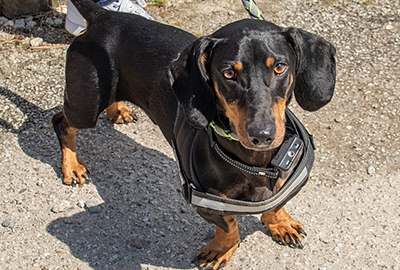 Gorgeous dachshund Chilli