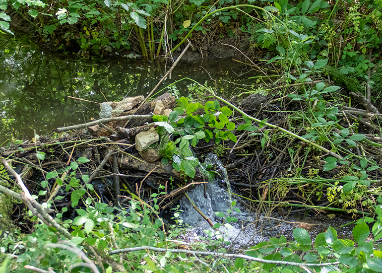 The beavers built this amazing dam!
