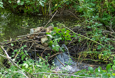Dam built by the Beavers