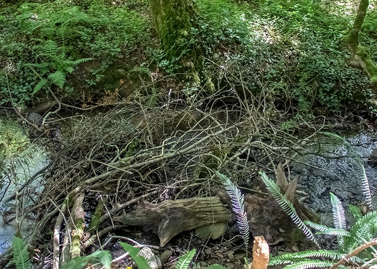 The beavers built this dam!