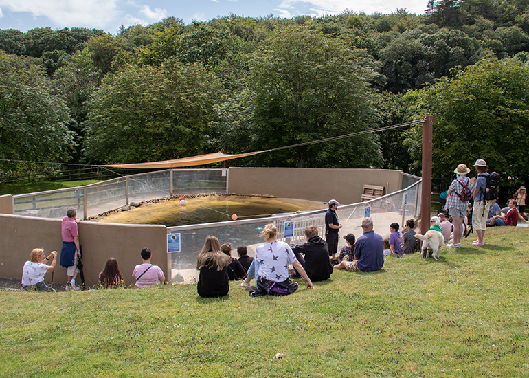 Common Seals Talk by Asa