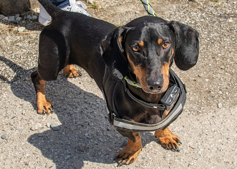 We enjoyed saying hello to this gorgeous Dachshund named Chilli!