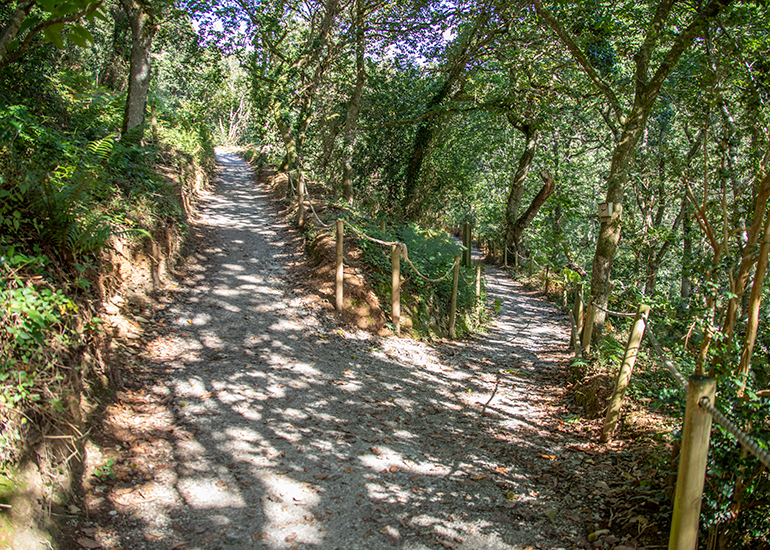 Woodlands Walk