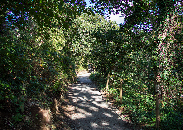 Woodlands Walk
