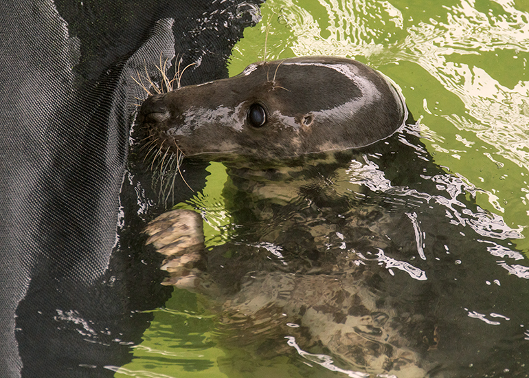 Willow does enjoy playing with the pool's canopy