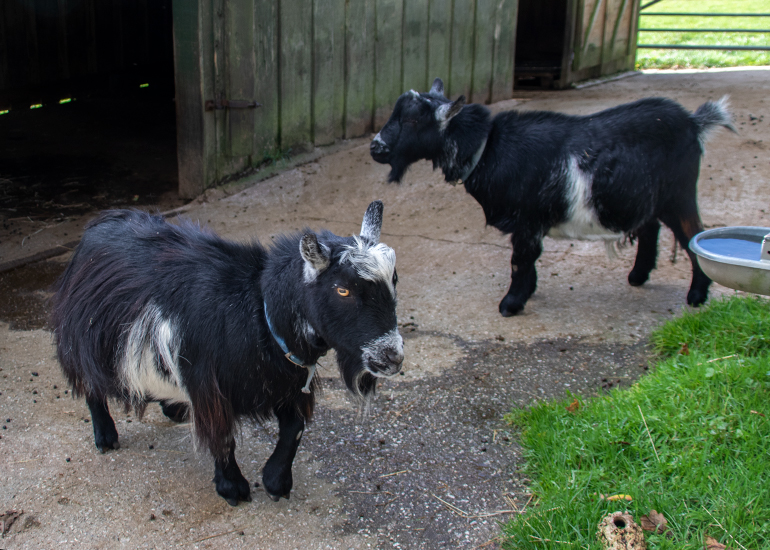 Marvin and Ernie
