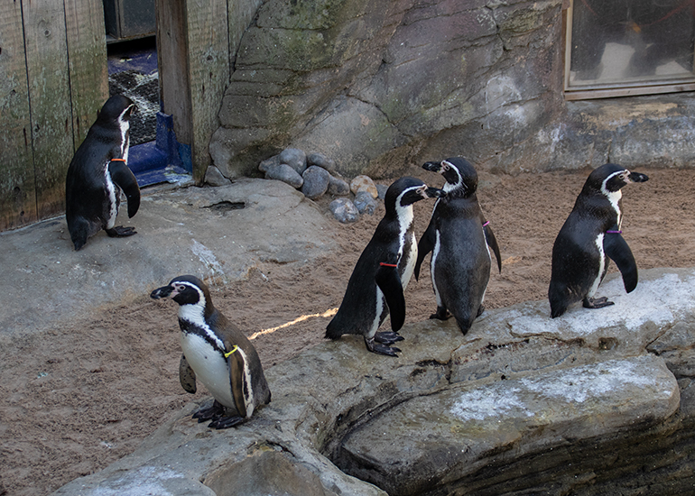 Waddles, Yoni, Squidge, Piran and Pine