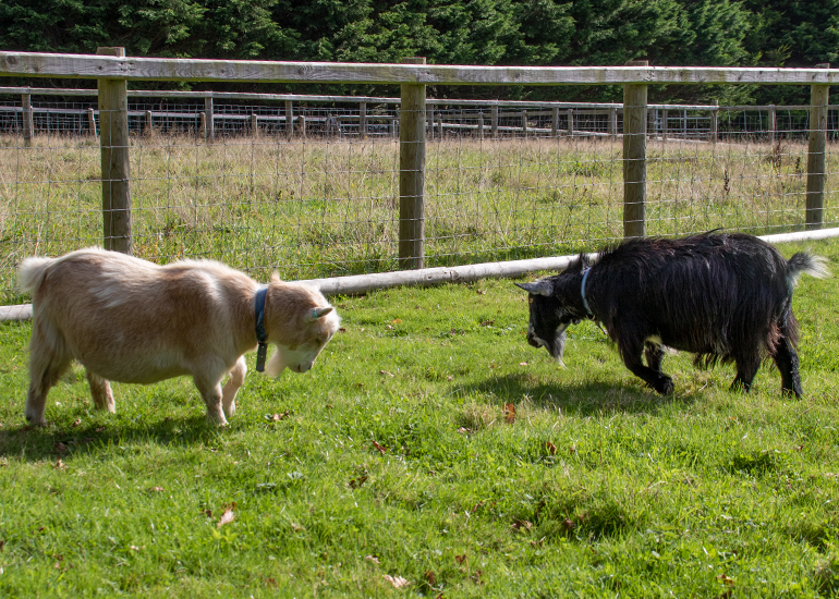 Marvin and Bertie