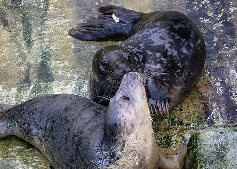 Oyster and Narwhal
