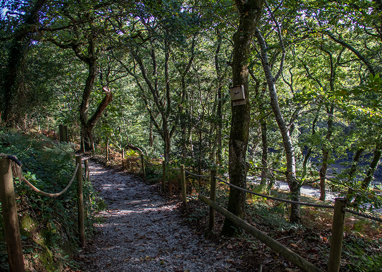 Woodland Walk