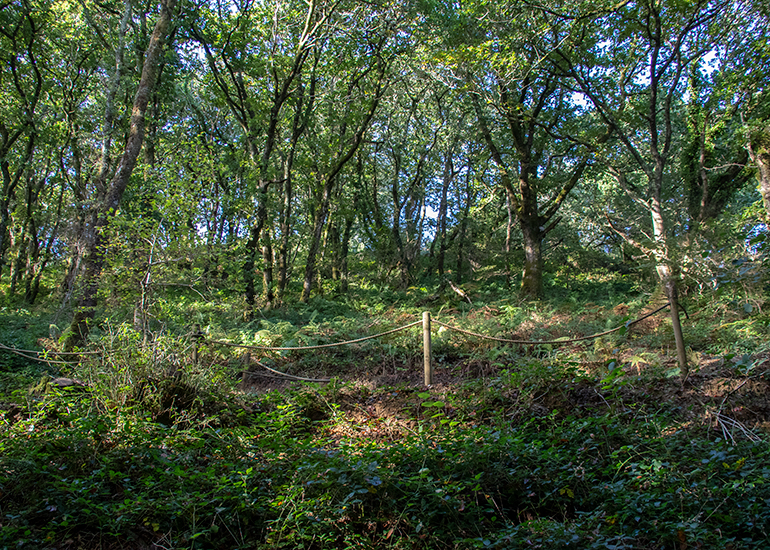 Woodland Walk