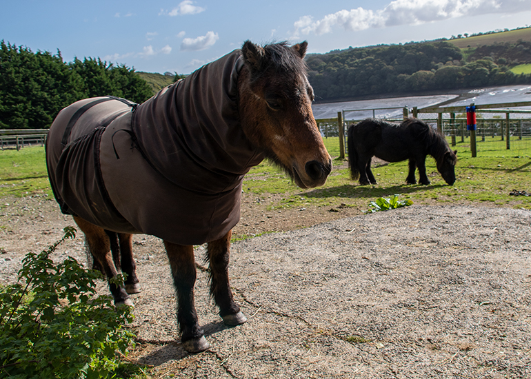 Tuppence and Bracken
