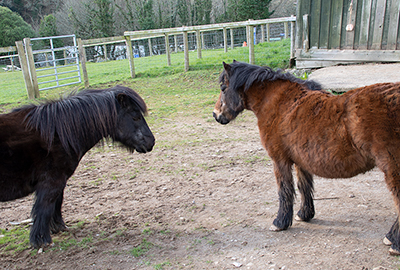 Bracken and Tuppence