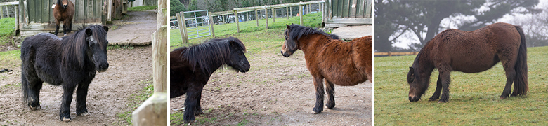 Sad passing of the Sanctuary's Much Loved Ponies