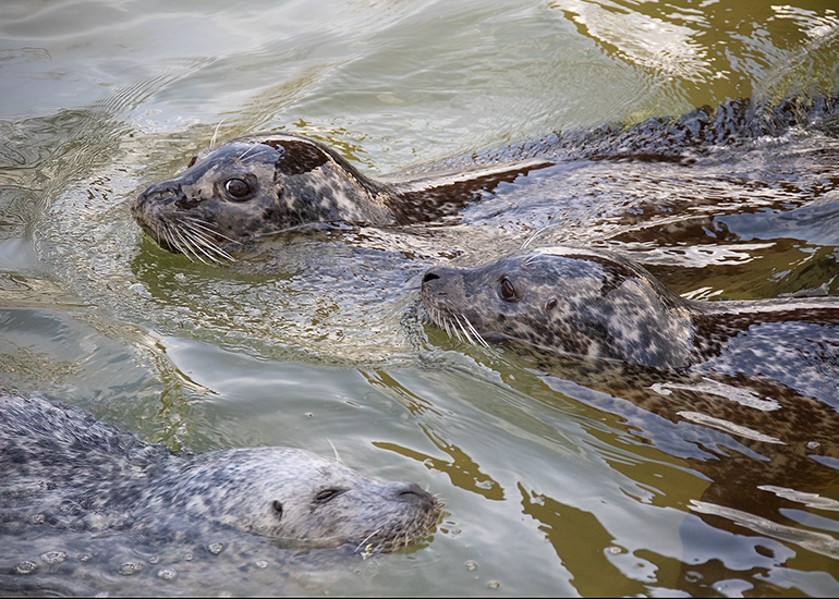 Babyface with his boys