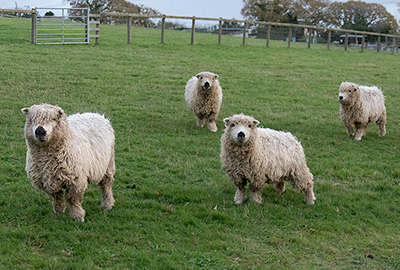 Edelweiss, Dora, Dolly and Evee