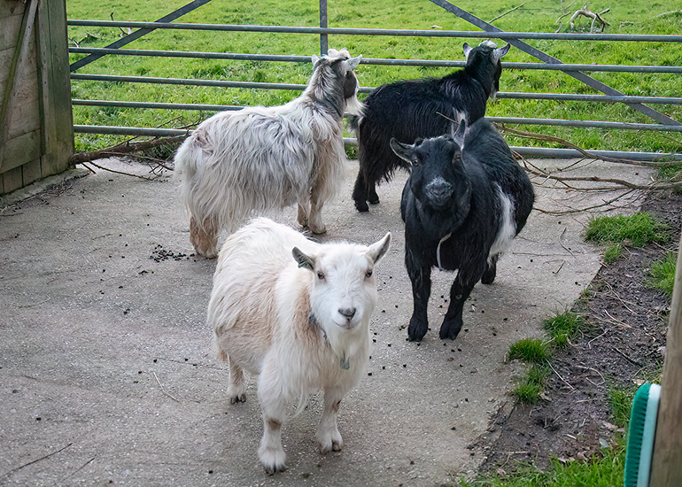 L-R: Arnie, Bertie, Dennis and Marvin