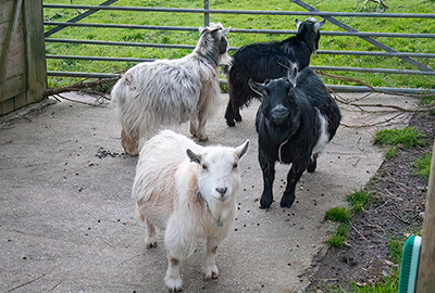 L-R Arnie, Bertie, Dennis and Marvin