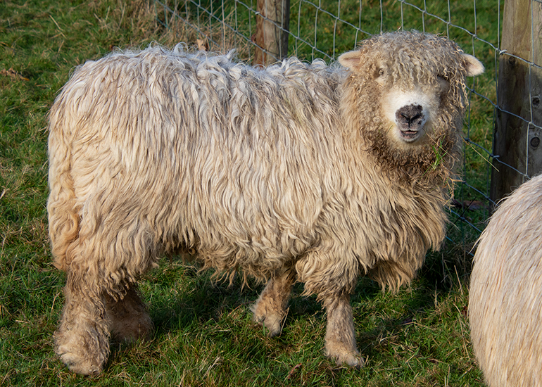 Evee - Greyface Dartmoor Sheep