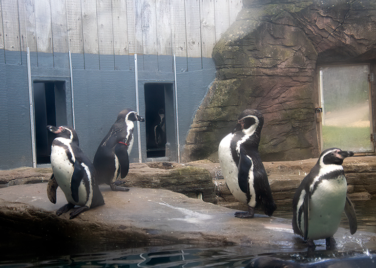 Humboldt Penguins