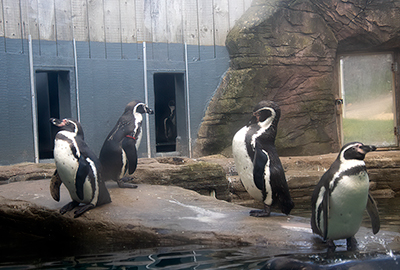 Some of the Humboldt Penguins