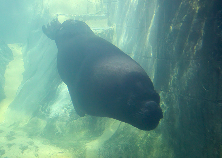 Deigo loves saying to hello to visitors!