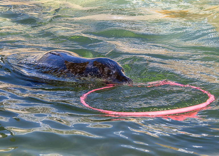 Resident common seal - Bo