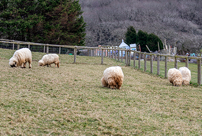 Greyface Dartmoor Sheep