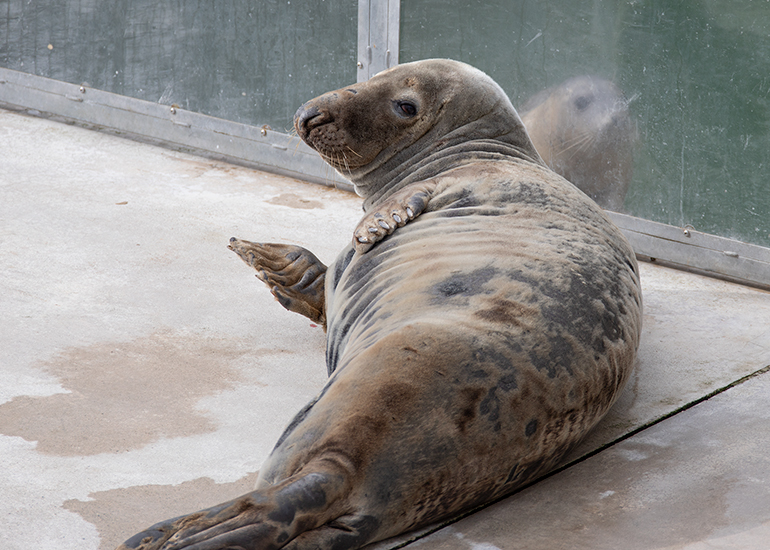 Pumpkin with rescued seal pup Dill in the background