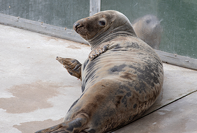 Pumpkin with rescued seal pup Dill in the background