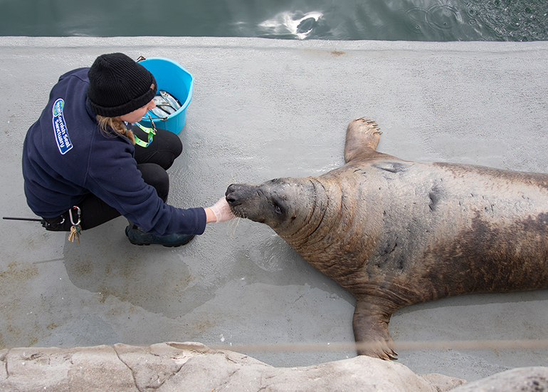Cornish Seal Sanctuary