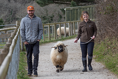 Owners of special rare-breed sheep