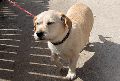 Beautiful dog visits the Cornish Seal Sanctuary