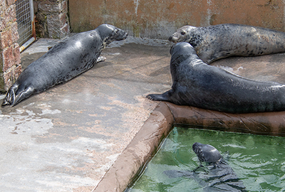 Cornish Seal Sanctuary