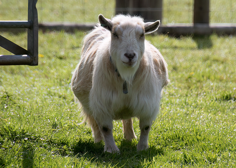Bertie