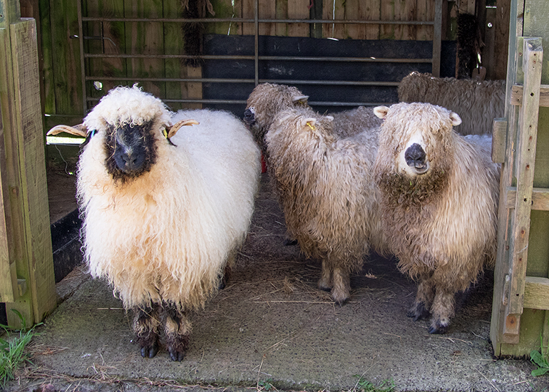 Residents