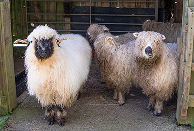 Valais Blacknose Wether Sheep and the Greyface Dartmoor Sheep