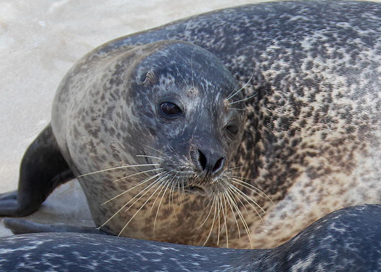 Bo - Common Seal
