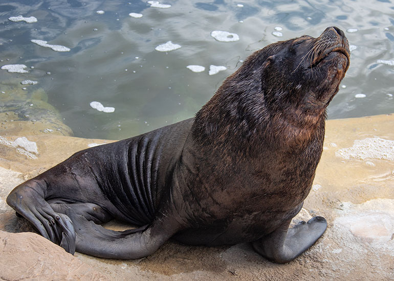 Deigo - Patagonian Sea Lion