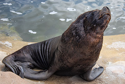 Deigo - Patagonian Sea Lion