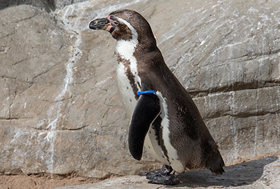 Lola - Humboldt Penguin