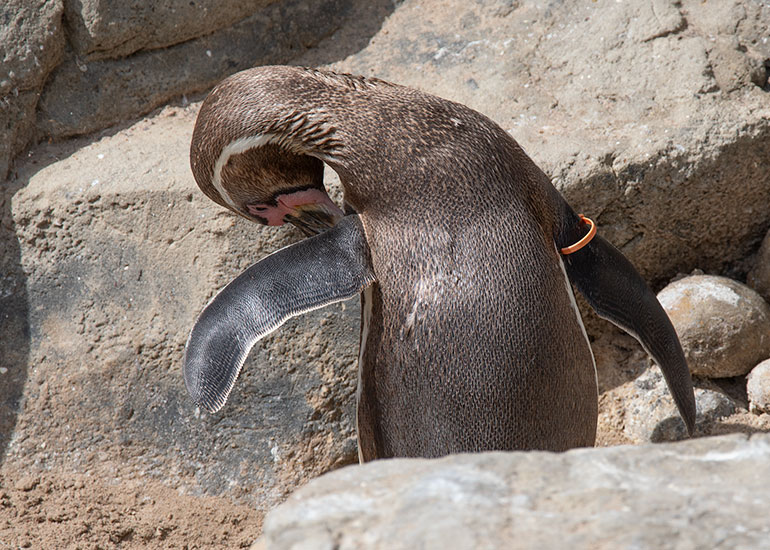Waddles - Humboldt Penguin