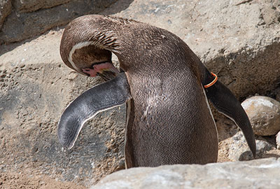 Waddles - Humboldt Penguin