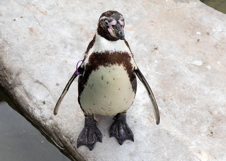 Pine - Humboldt Penguin