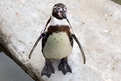 Pine - Humboldt Penguin