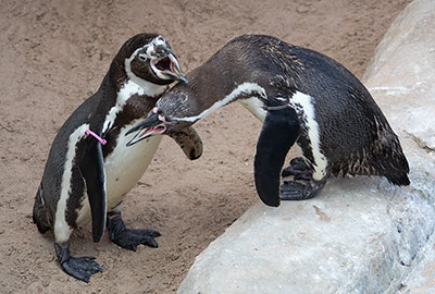 Pine and Ivy - Humboldt Penguin