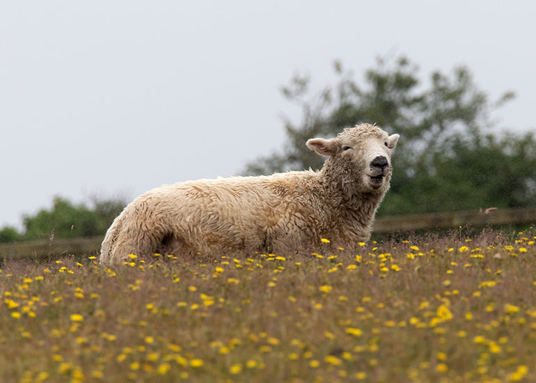 Greyface Dartmoor Sheep