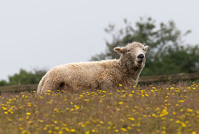 Greyface Dartmoor Sheep
