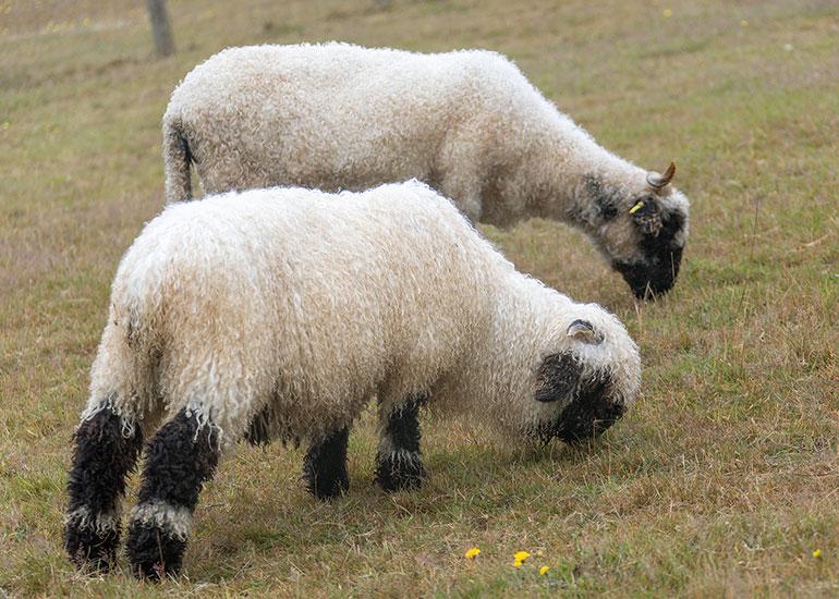 Valais Blacknose Wether Sheep