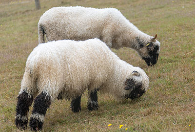 Valais Blacknose Wether Sheep